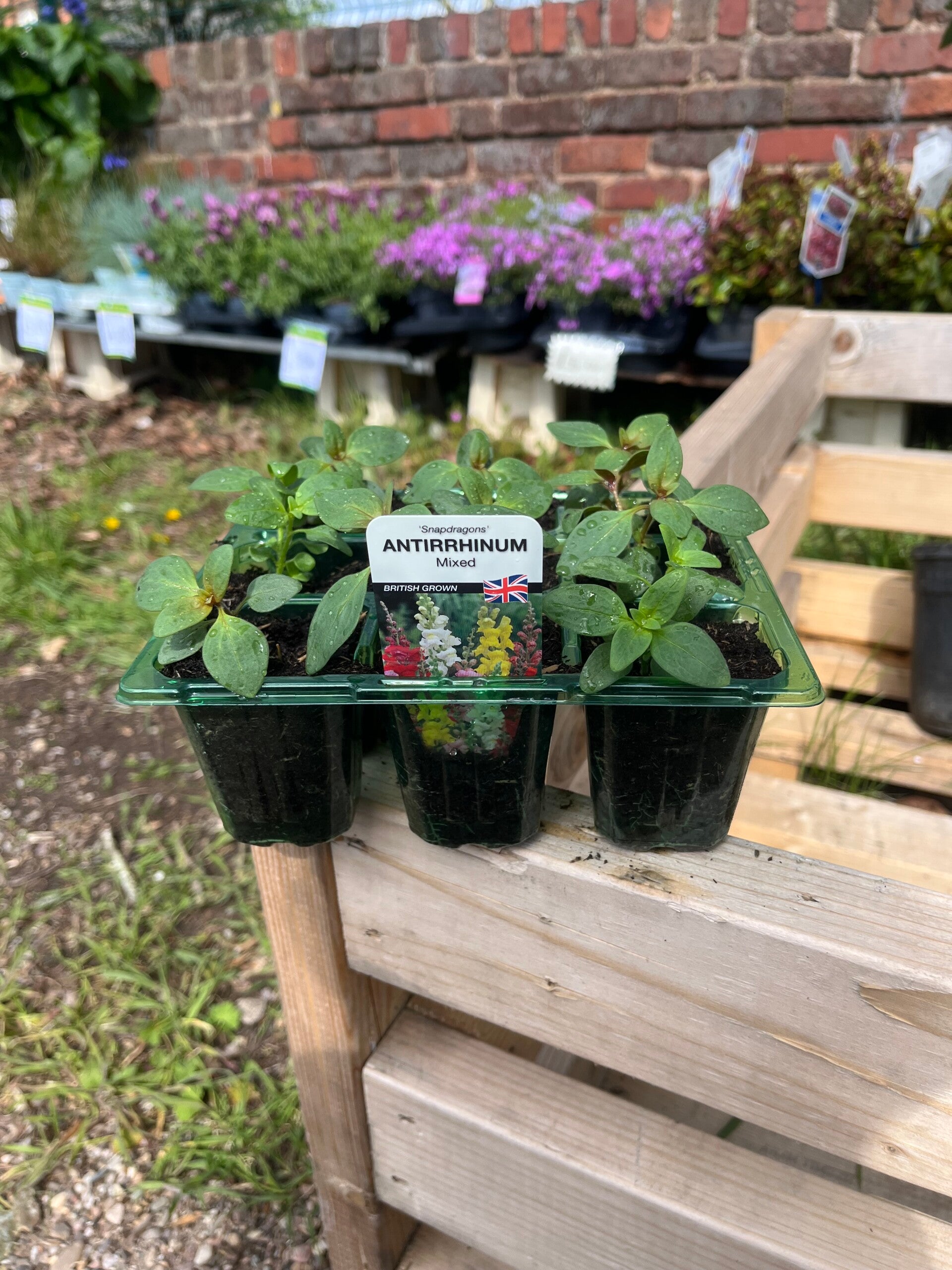 Antirrhinum
