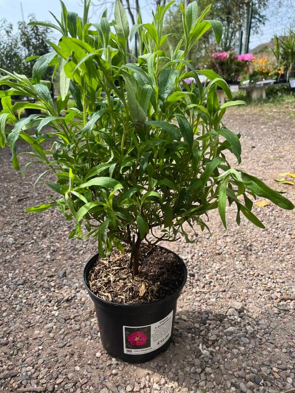 Cistus x purpureus
