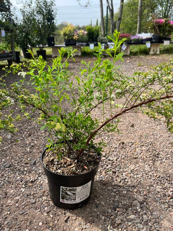 Spiraea x arguta