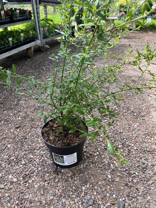 Ceanothus