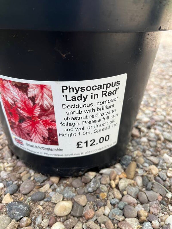 Physocarpus