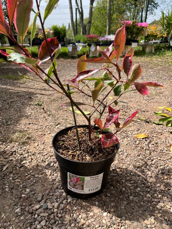 Photinia