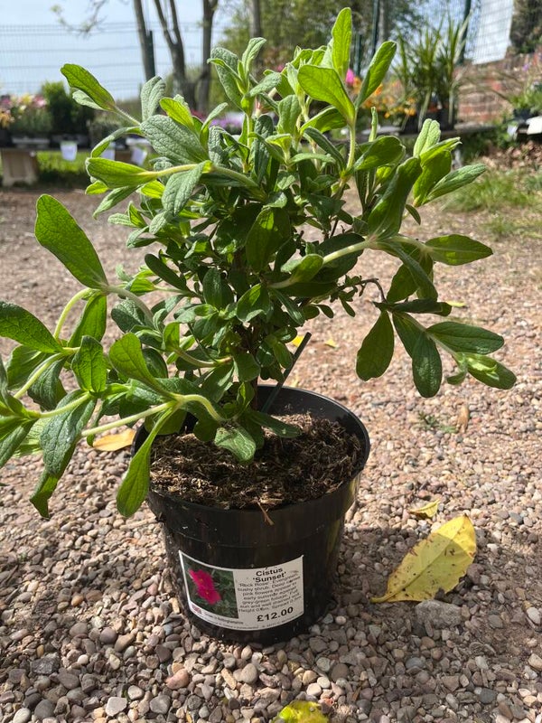 Cistus