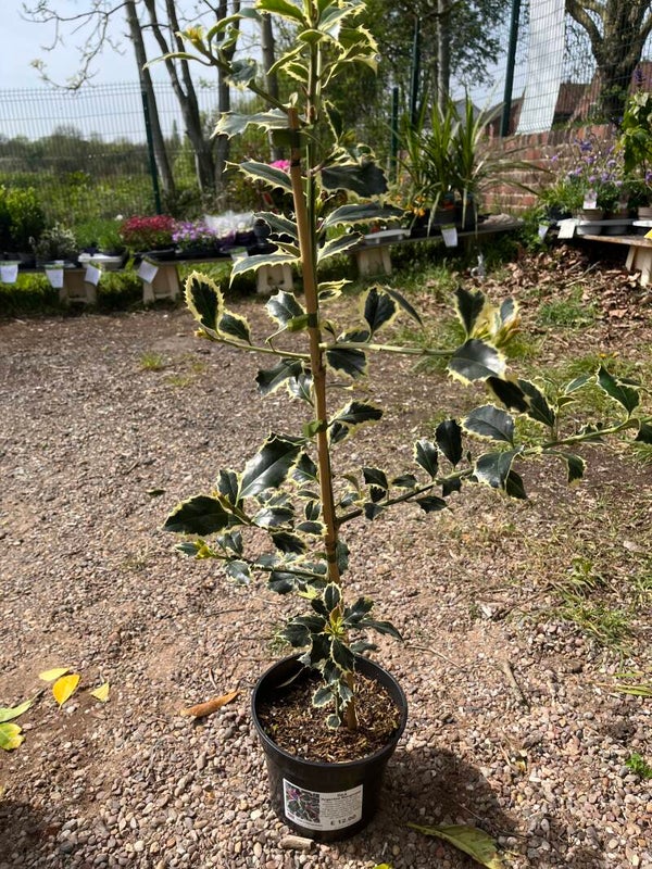 Ilex