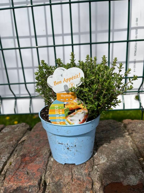Thyme