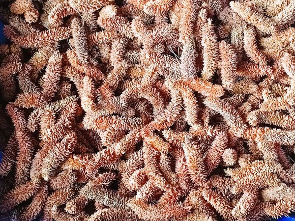 ATLAS BLUE CEDAR CONES