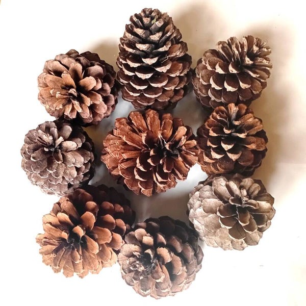 SINGLE LARGE PINE CONES