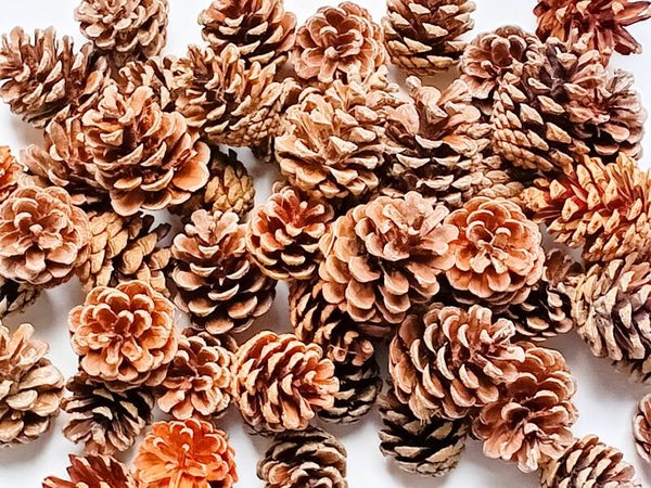 PINE CONES MEDIUM