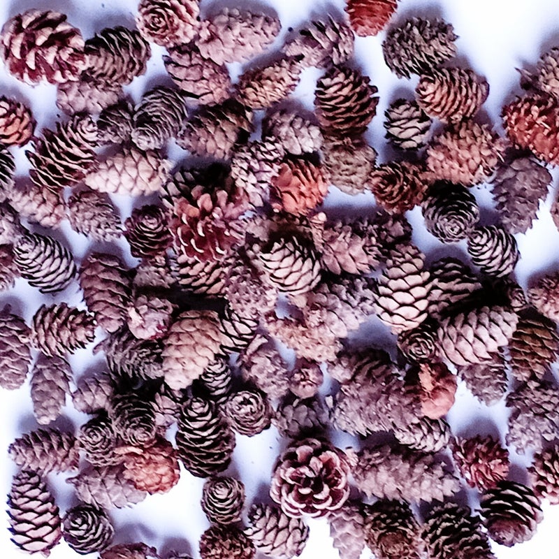 natural-tree-cones-wreath-making-standard.jpg