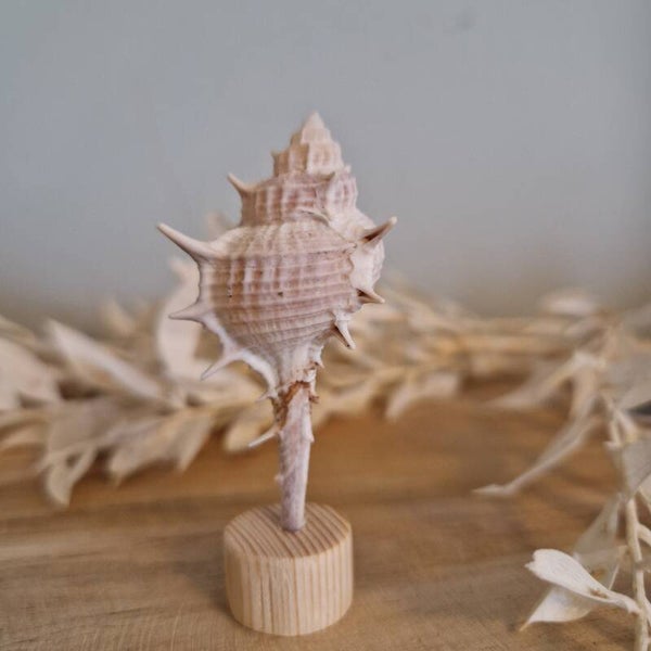 Schelp jaarringsteker