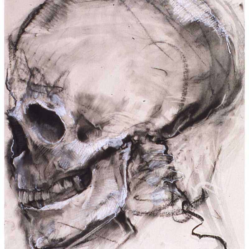 Skull Study 24x30 Graphite / Conte