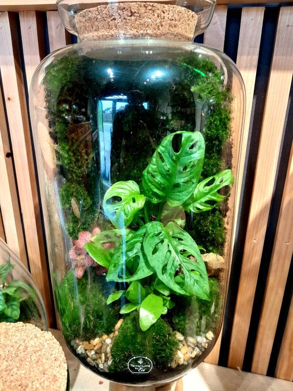 Terrarium Sven