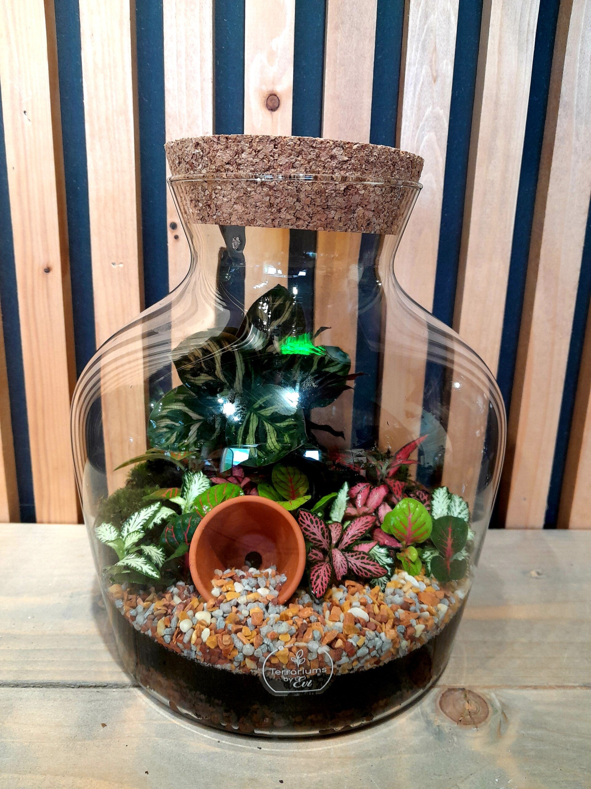 Terrarium Dean (smal)