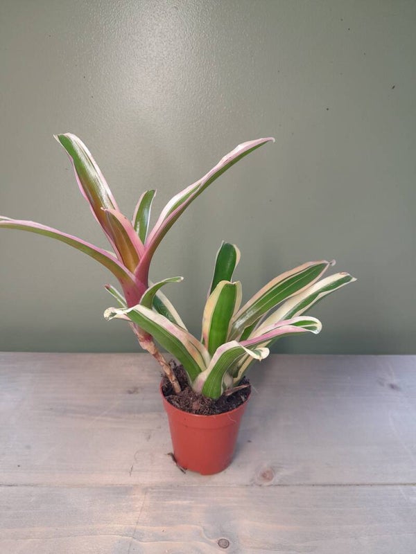 Neoregelia Firrebal varigated