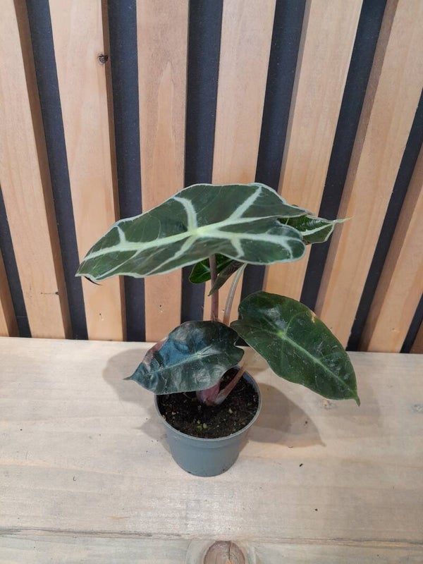 Alocasia Curly Bambino