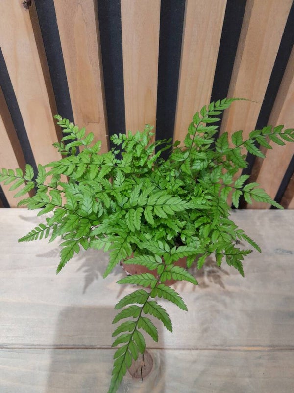 Athyrium Spicatum