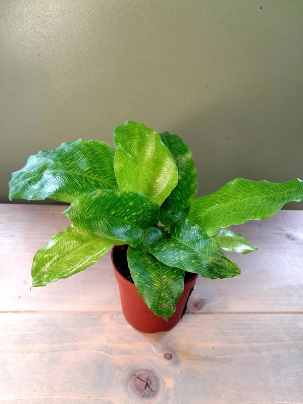 Calathea Network