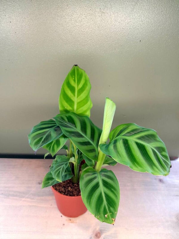 Calathea Zebrina