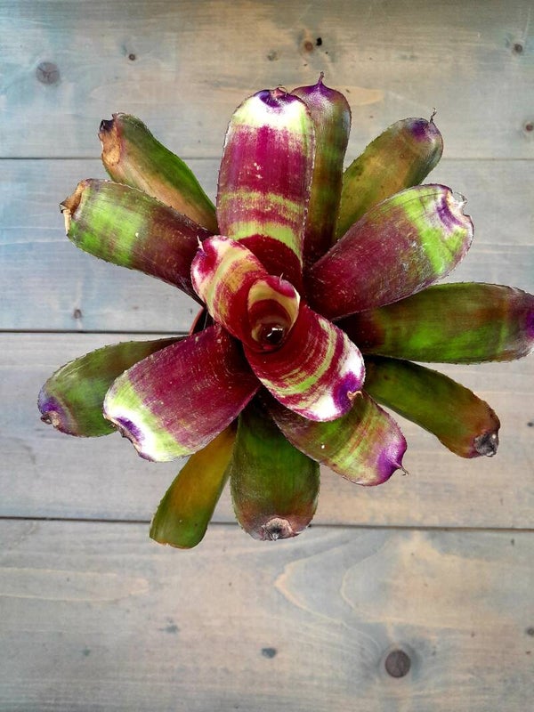 Neoregelia Tara