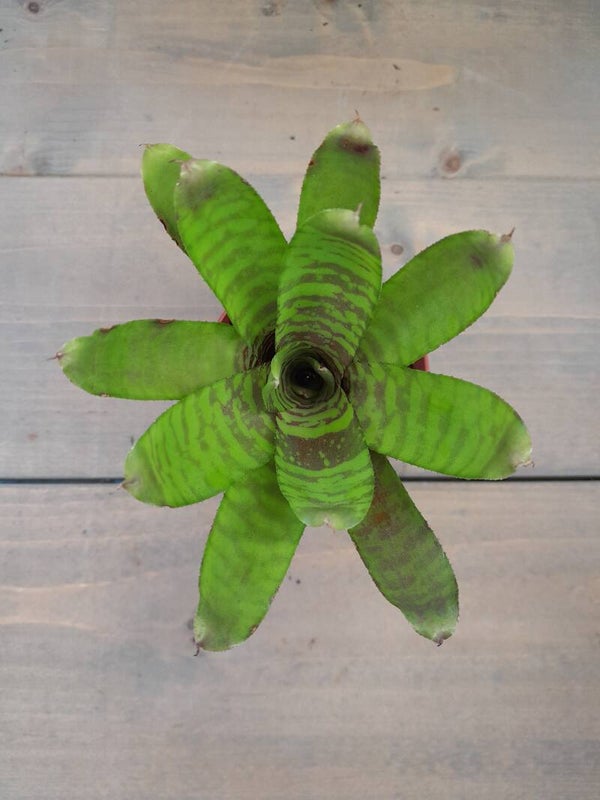 Neoregelia Fever Pitch