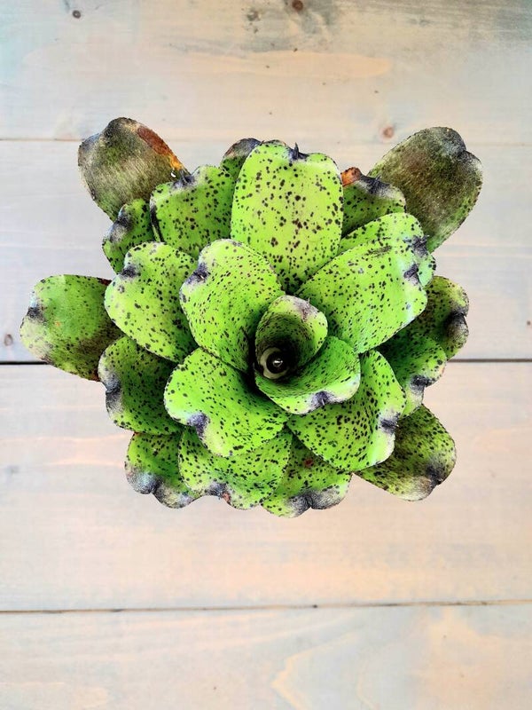 Neoregelia Shamrock