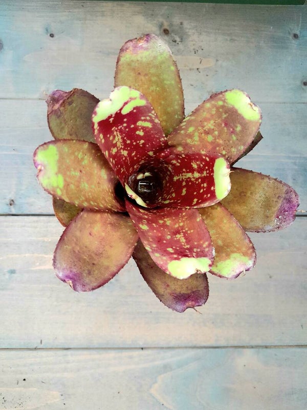 Neoregelia Yellow Nail