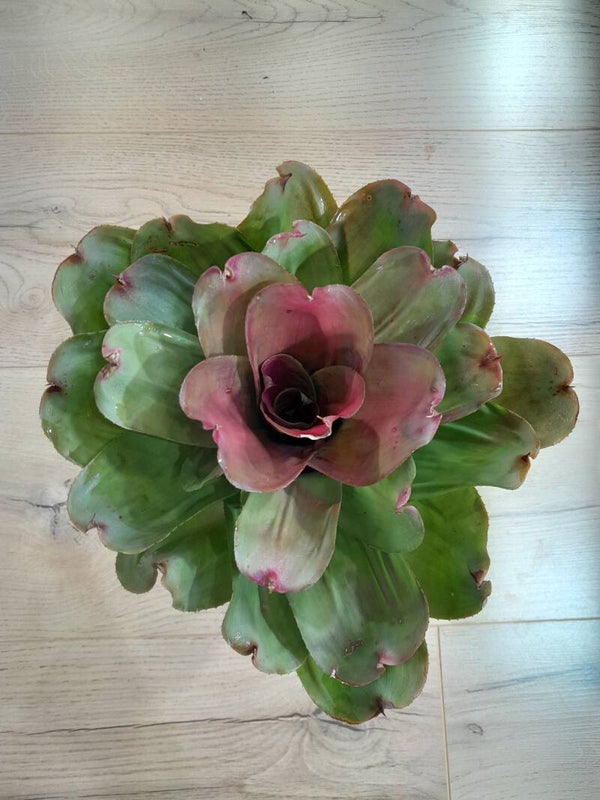 Neoregelia Momona (kneusje)