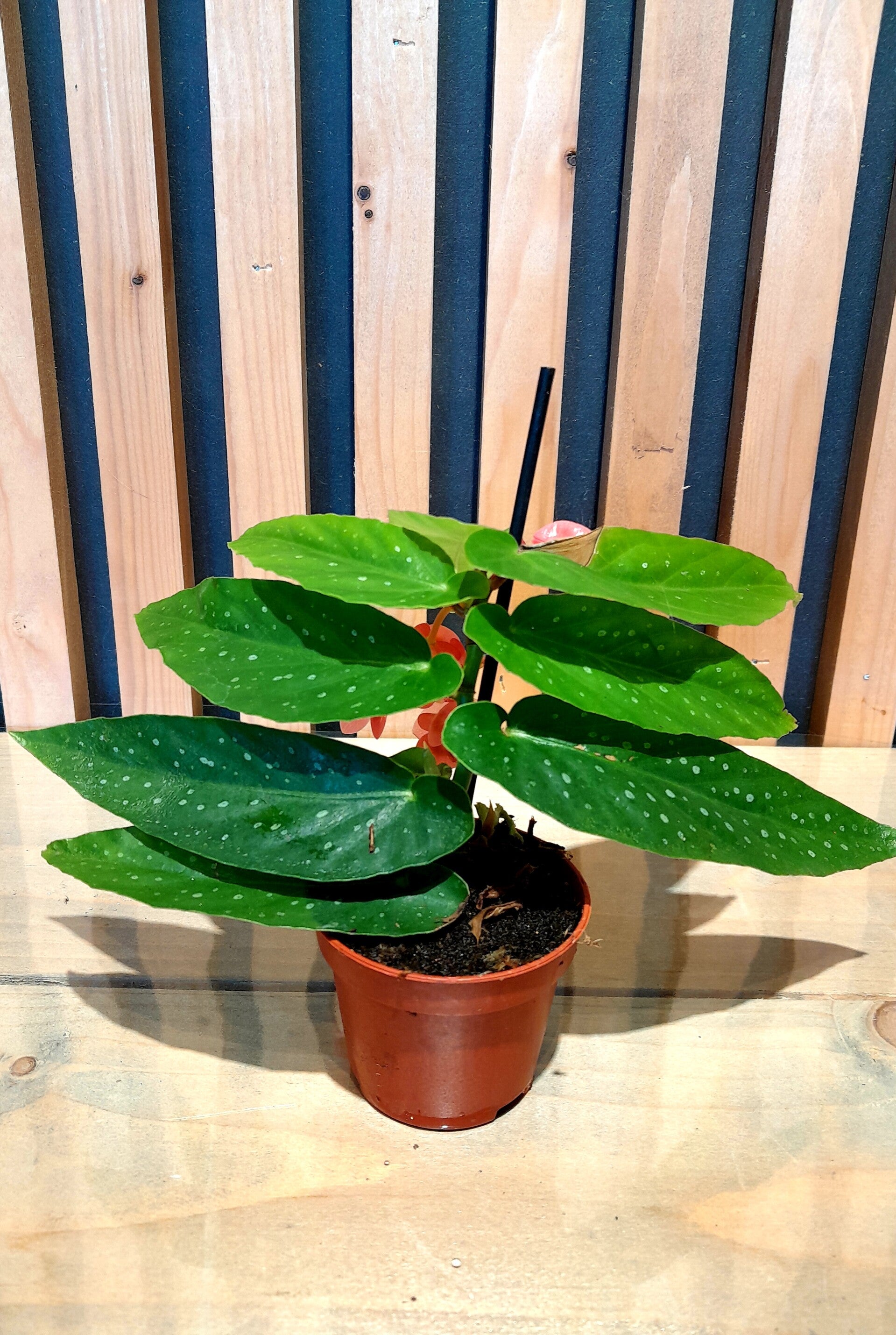 Begonia Maculata