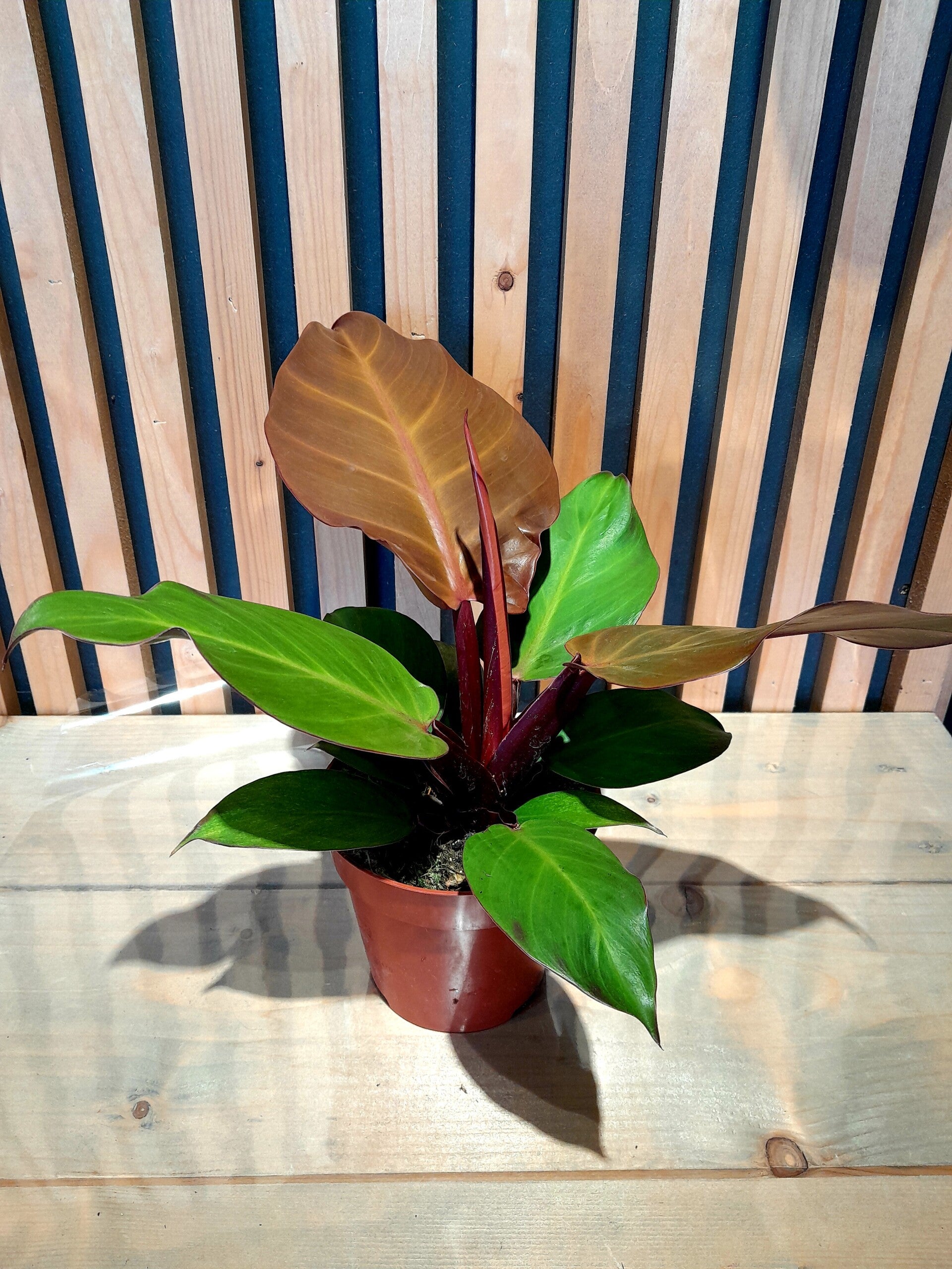 Philodendron Cherry