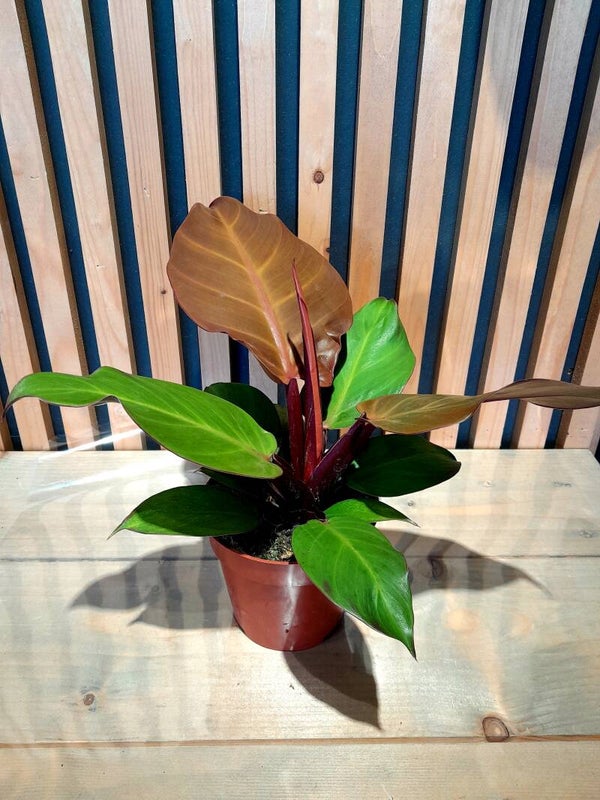 Philodendron Cherry