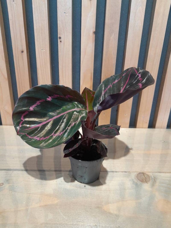 Calathea Dottie