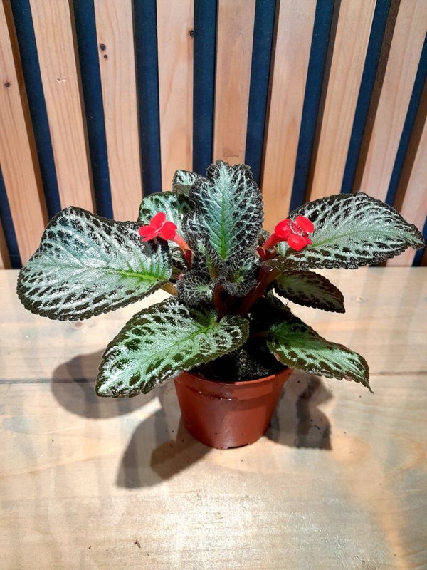 Episcia Cupreata