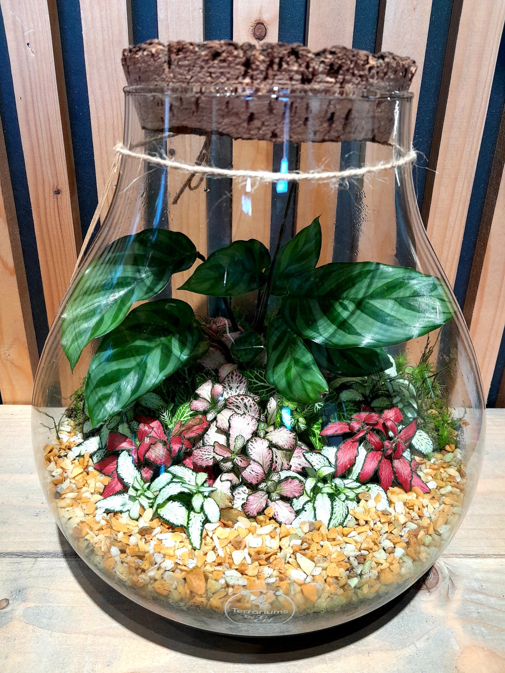 Terrarium Bijenkorf (medium)3