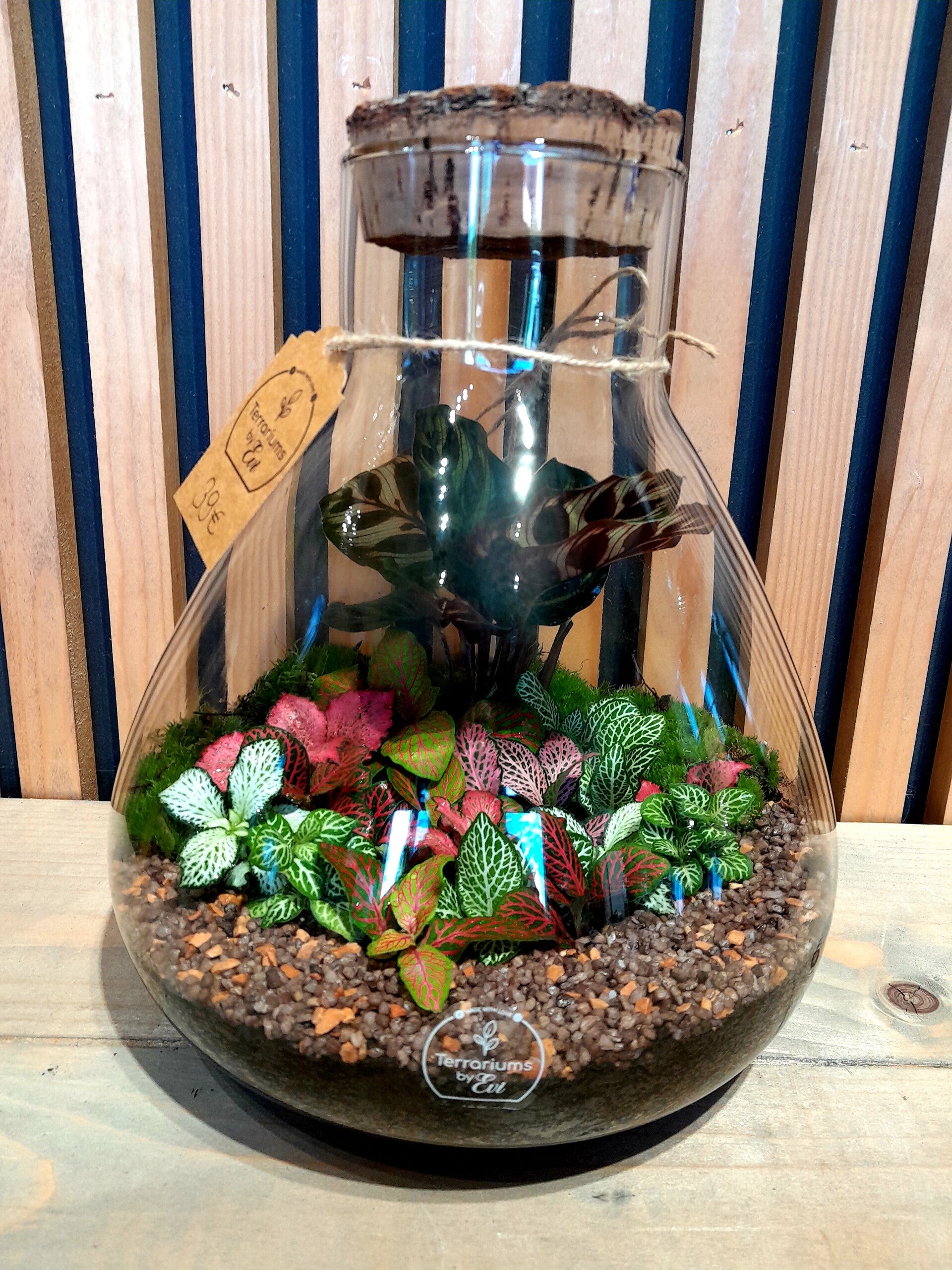 Terrarium Pyramide (medium) 7