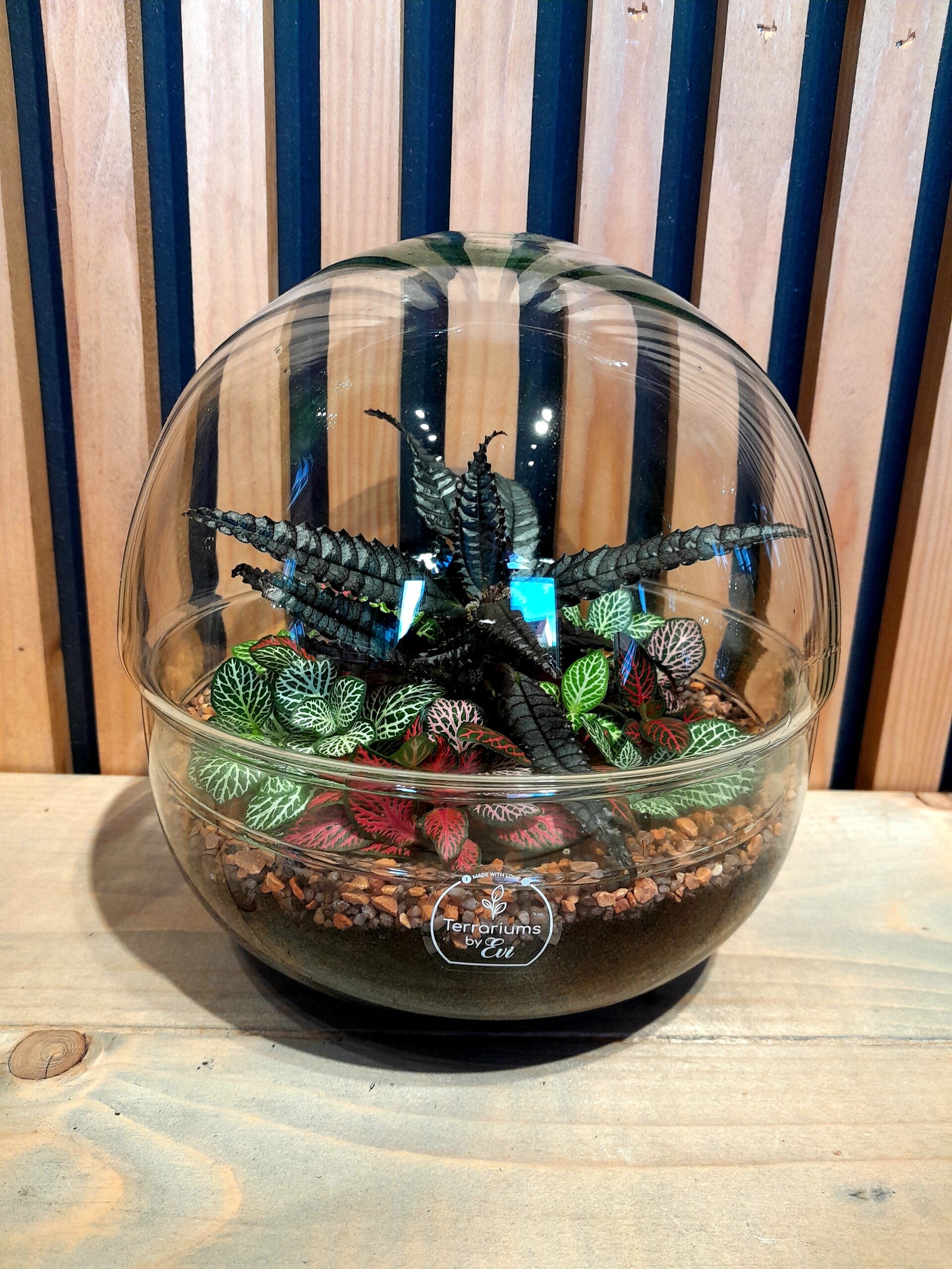 Terrarium Enora 8