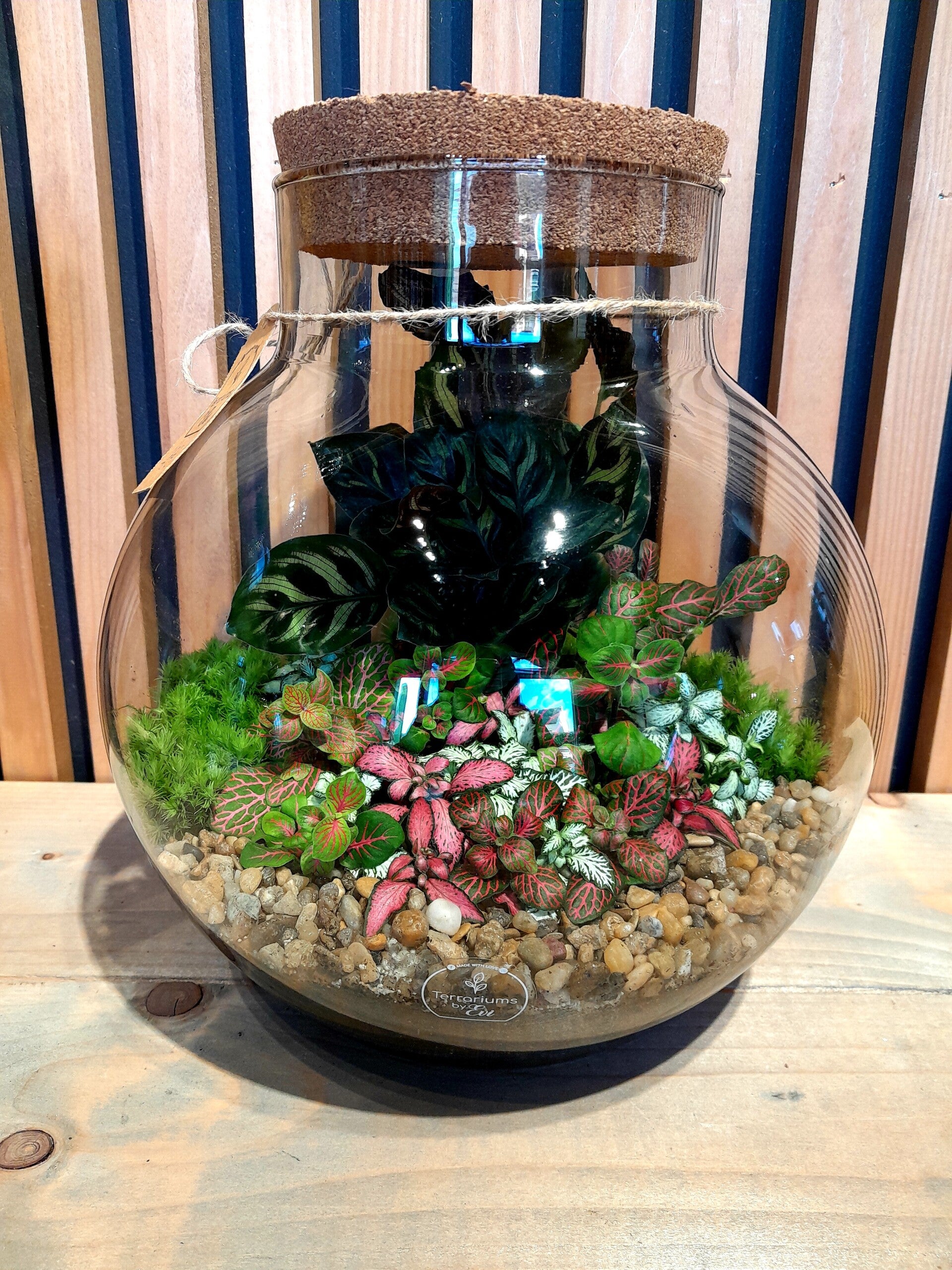 Terrarium Damon (medium) 9