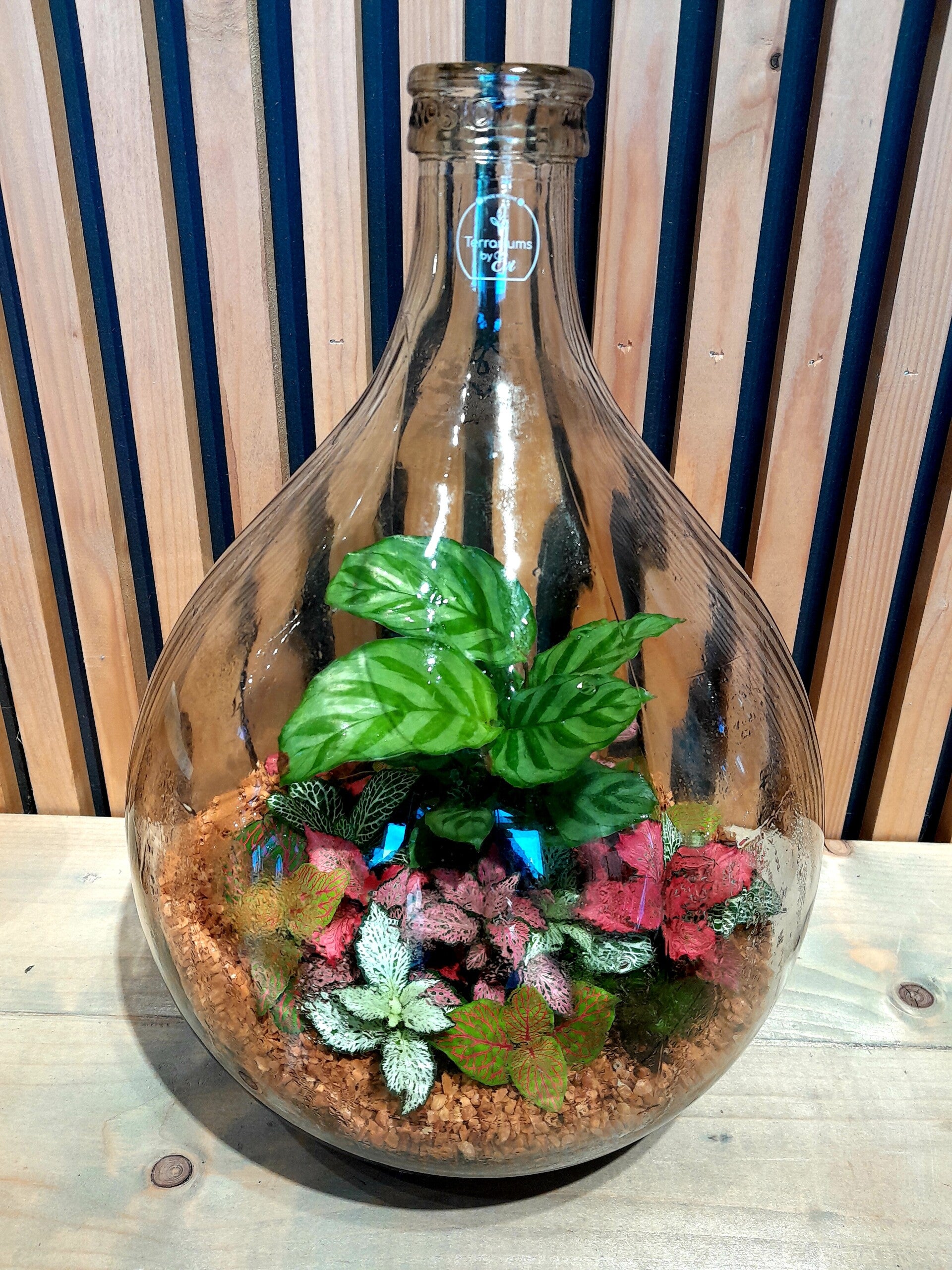 Terrarium Dame Jeanne (medium)