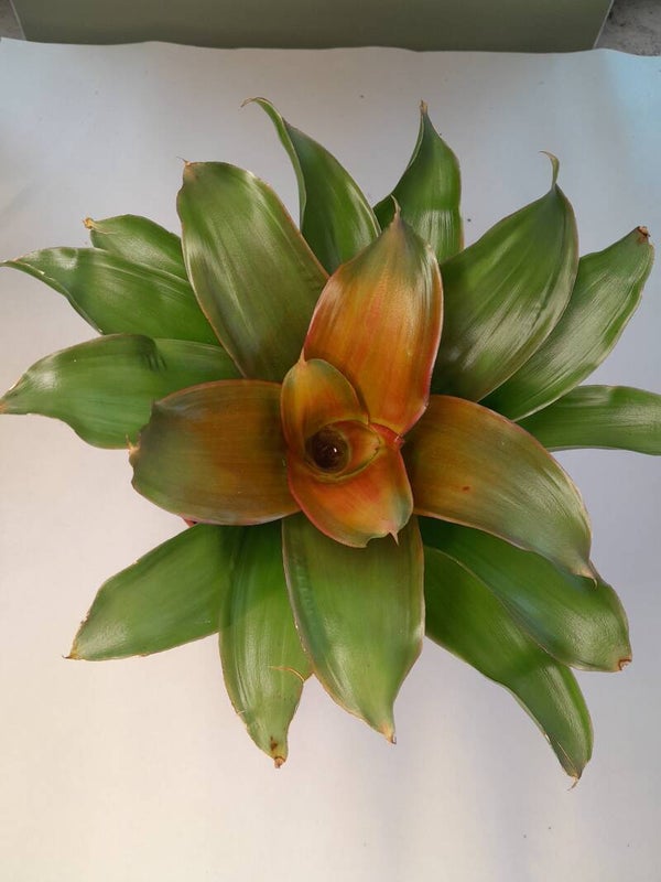 Neoregelia  Medusa