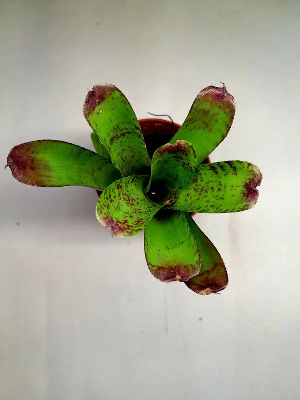 Neoregelia Appleseed