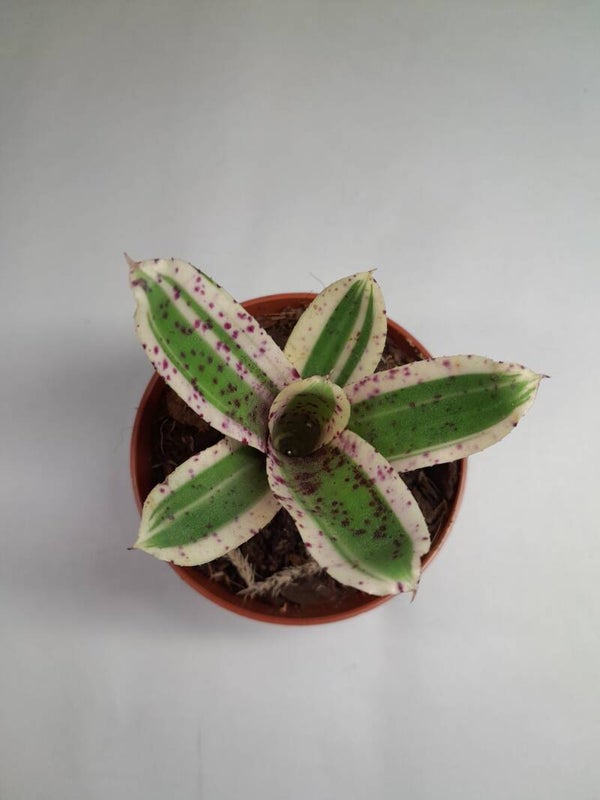 Neoregelia  Rumba