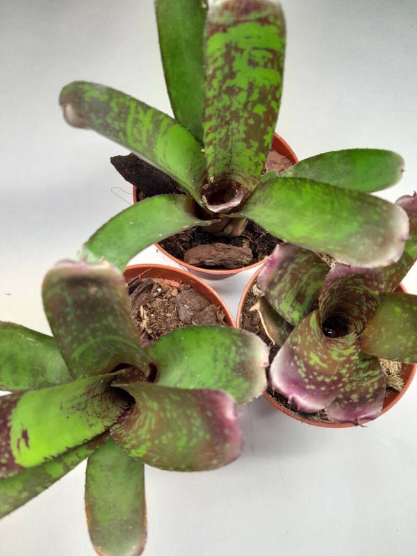 Neoregelia Dartanion