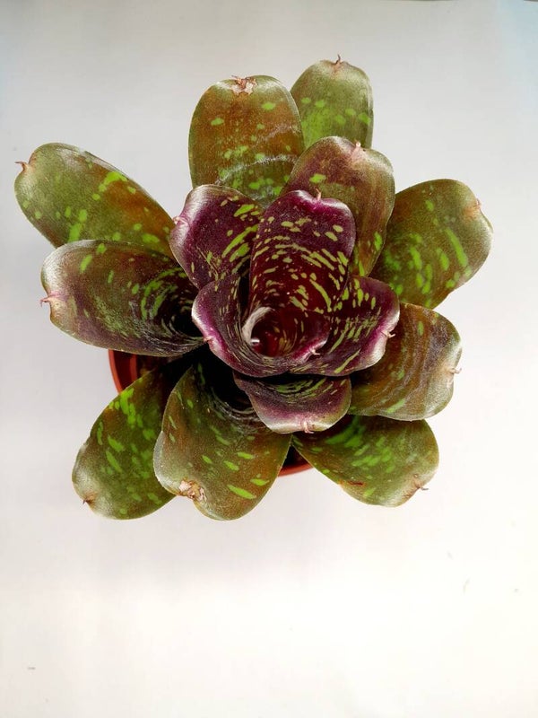 Neoregelia Royal Bergundy x Fireball