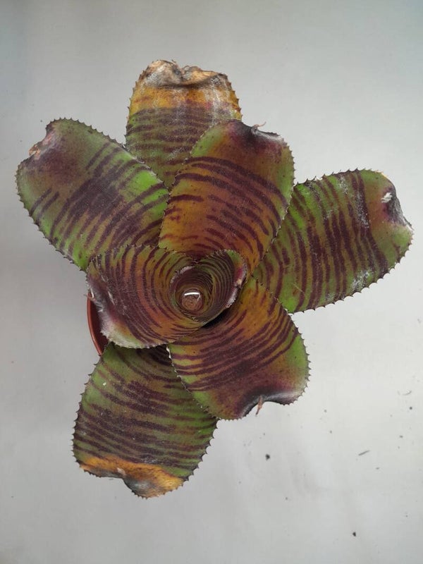 Neoregelia  Catlinite