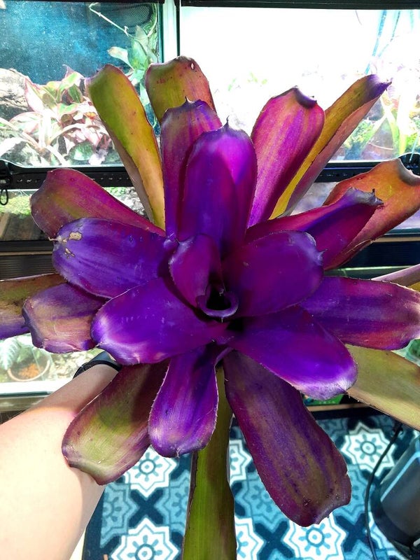 Neoregelia Purple Star