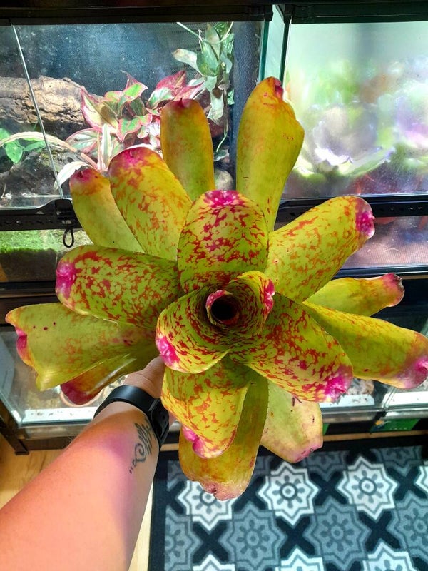 Neoregelia JS Spot#2