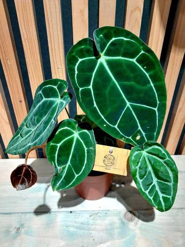 Anthurium Christalinu