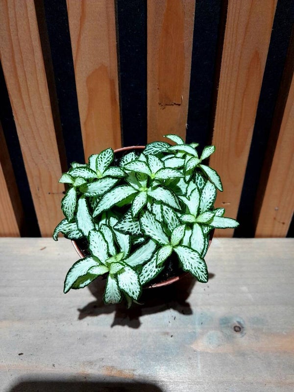 Fittonia