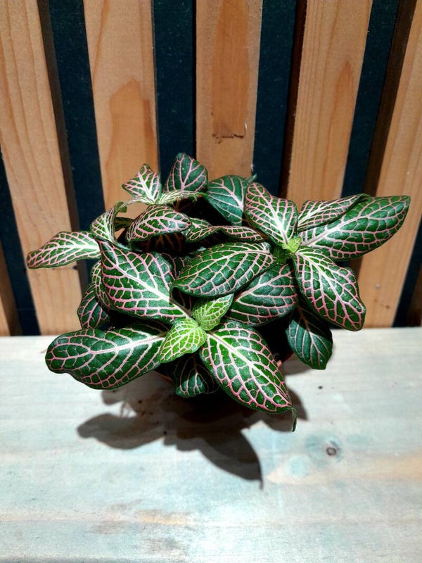 Fittonia