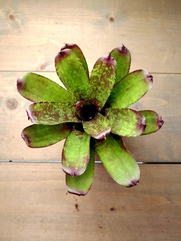 Neoregelia Wild Tiger