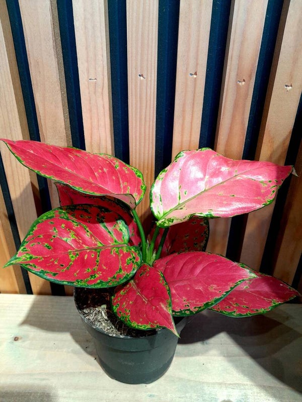 Aglaonema Pink (medium)